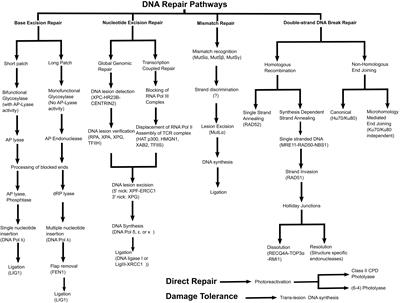 Structural Aspects of DNA Repair and Recombination in Crop Improvement